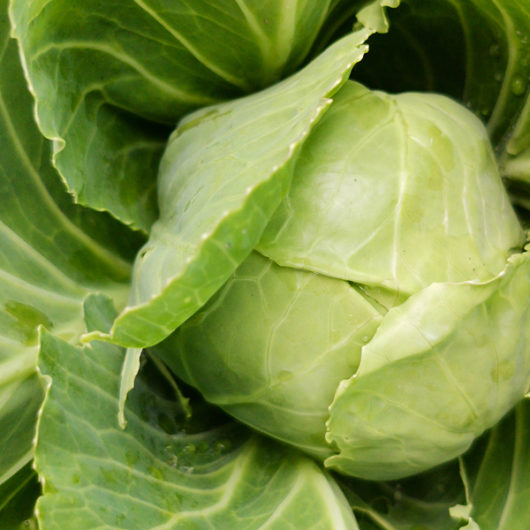 Copenhagen Market Cabbage
